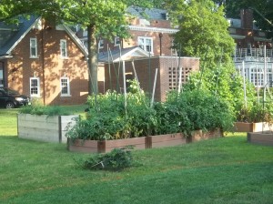 Governor Tomblin's raised bed gardens tended by MGs in August 2014